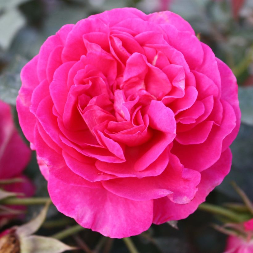 Rosa x wichuraiana 'Dorothy Perkins' (Flowering)