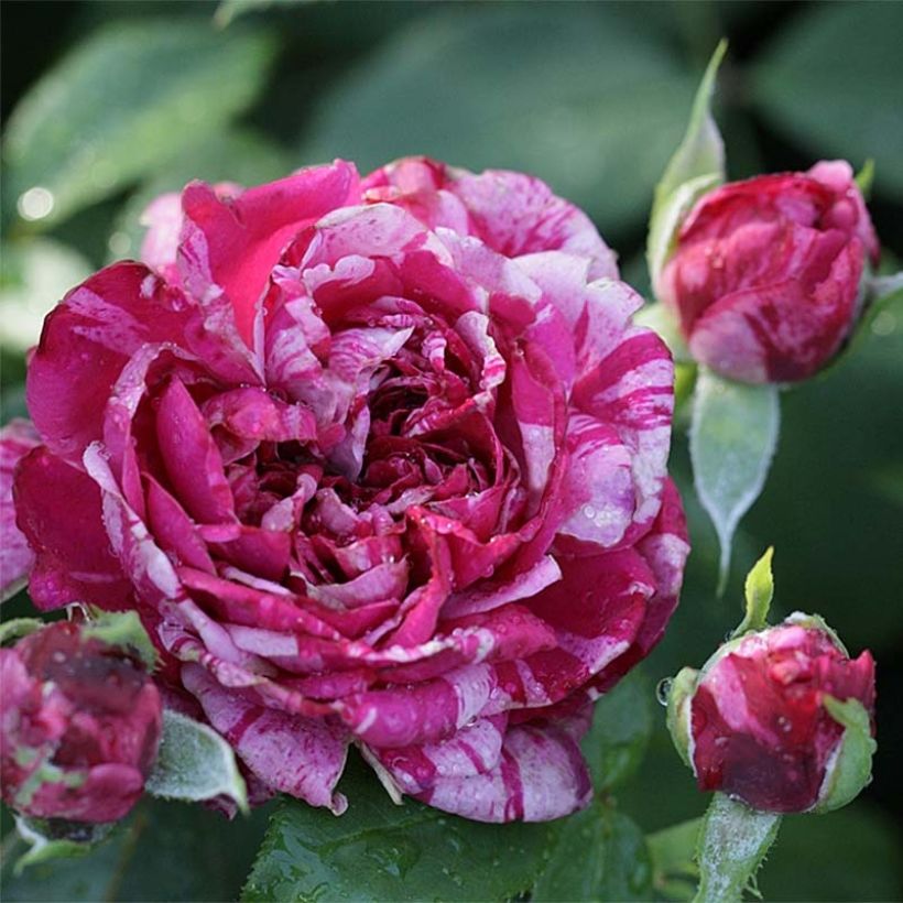 Rosa Easy Fashion - Climbing Rose (Flowering)