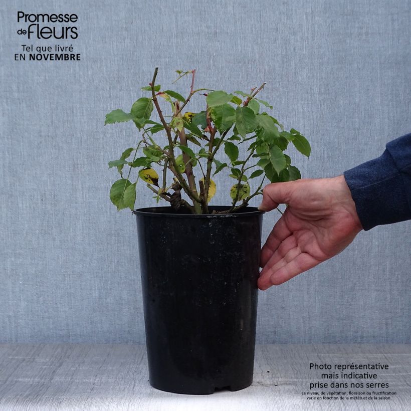 Rosa 'Etoile de Hollande' - Climbing Rose 4L/5L pot sample as delivered in autumn