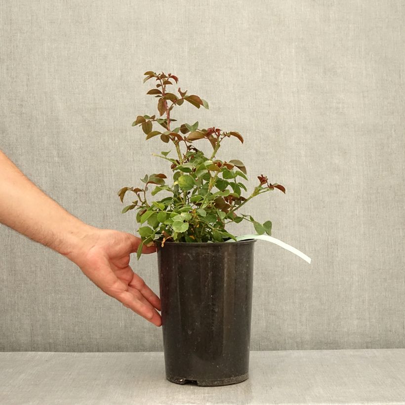 Rosa 'Florentina' - Climbing Rose 4L/5L pot sample as delivered in summer