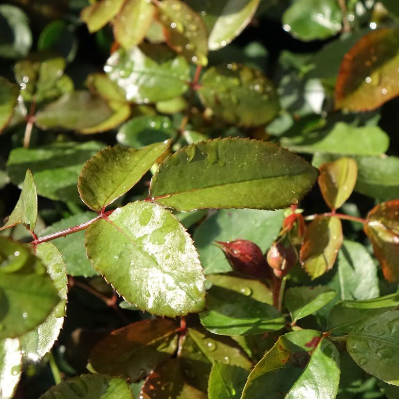 Rosa 'Florentina' - Climbing Rose (Foliage)
