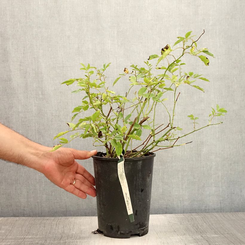 Rosa Frau Eva Schubert - Climbing Rose 4L/5L pot sample as delivered in summer