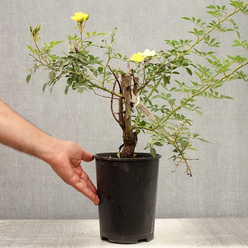 Rosa Golden Age - Climbing Rose 4L/5L pot sample as delivered in summer