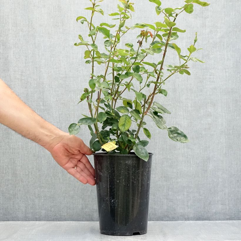 Rosa 'Golden Showers' 4L/5L pot sample as delivered in summer