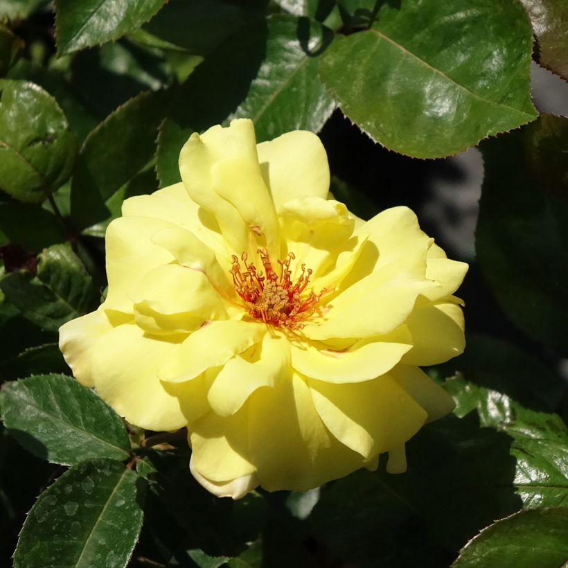 Rosa 'Golden Showers' (Flowering)