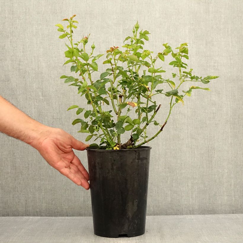 Rosa Goldfassade 4L/5L pot sample as delivered in summer