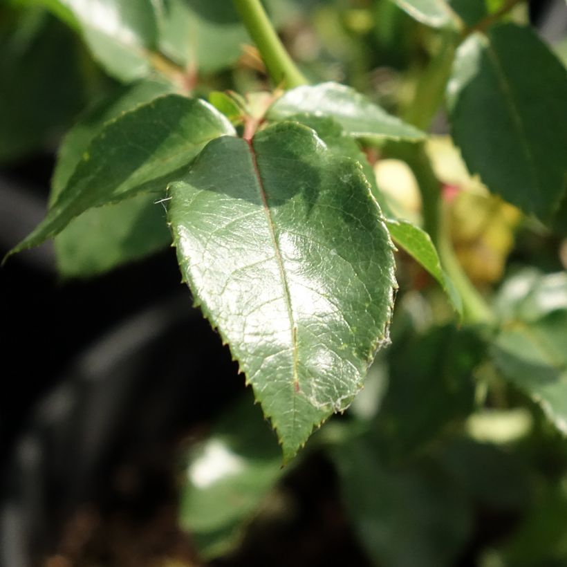 Rosa Goldfassade (Foliage)