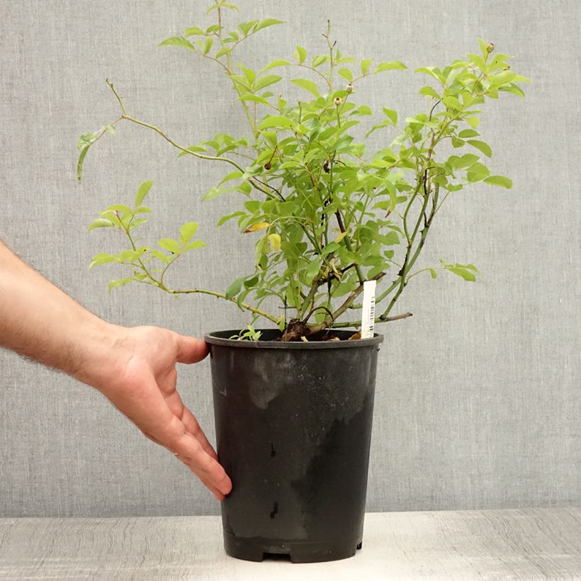 Rosa Guirlande d'Amour - Climbing Rose 4L/5L pot sample as delivered in summer