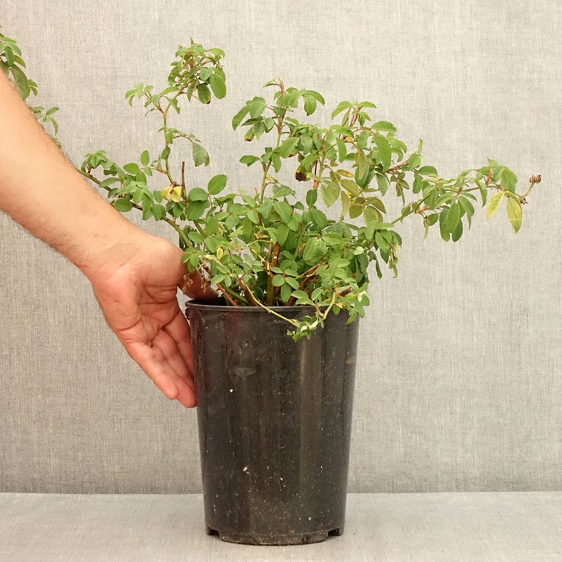 Climbing rose 'Garland' 4L/5L pot sample as delivered in summer