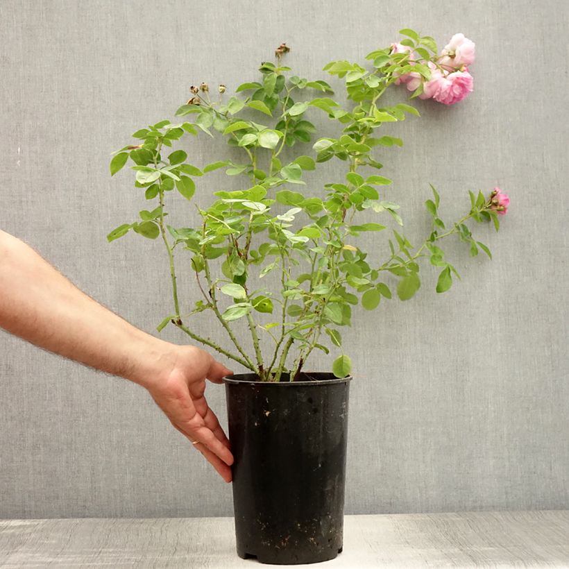 Rosa Jasmina 4L/5L pot sample as delivered in summer