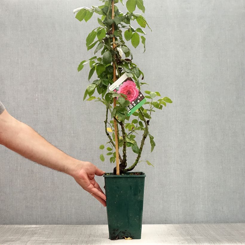 Rosa 'Laguna' - Klettermaxe Climbing Rose 4L/5L pot sample as delivered in summer