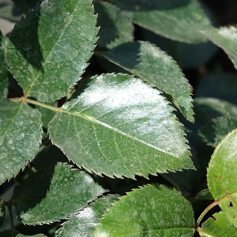Rosa Le Grand Huit - Climbing Rose (Foliage)