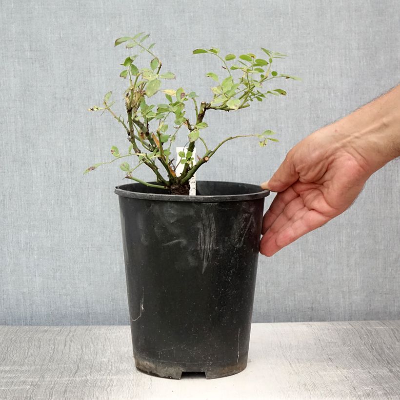 Rosa 'Libertas' 4L/5L pot sample as delivered in summer