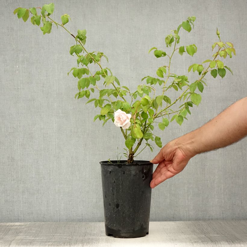 Rosa x Noisette 'Madame Alfred Carrière' 4L/5L pot sample as delivered in summer