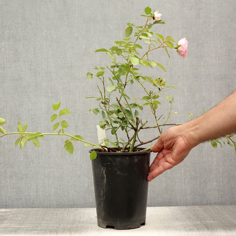Rosa Mini Eden Rose - Climbing Rose 4L/5L pot sample as delivered in summer