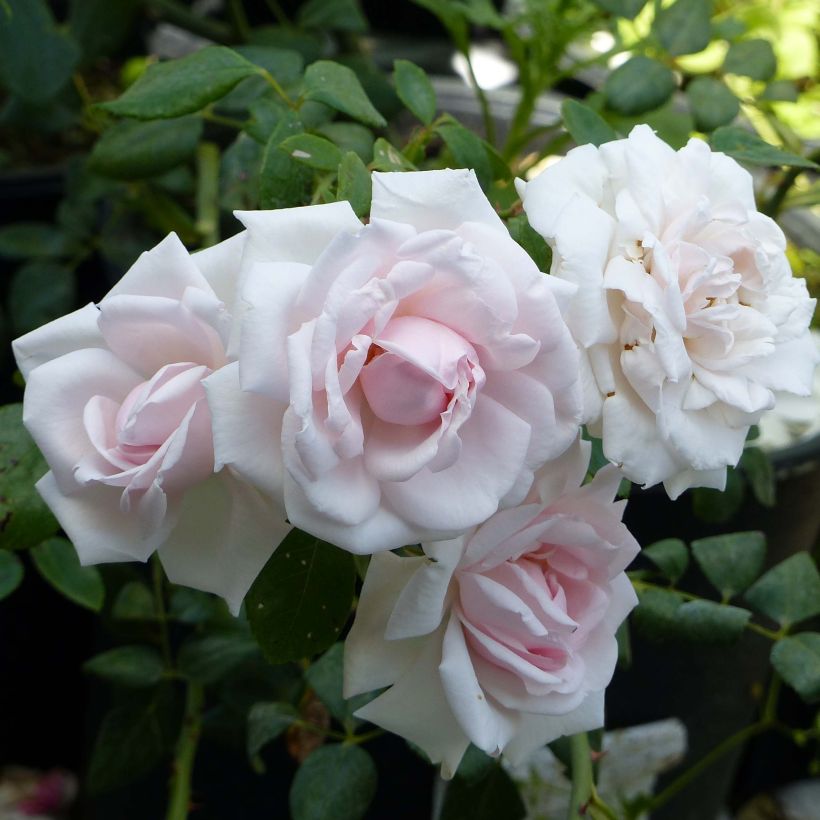 Rosa x wichuraiana 'New Dawn' (Flowering)