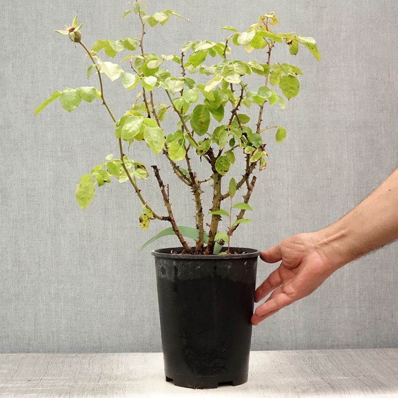Rosa Ozeana - Climbing Rose 4L/5L pot sample as delivered in summer