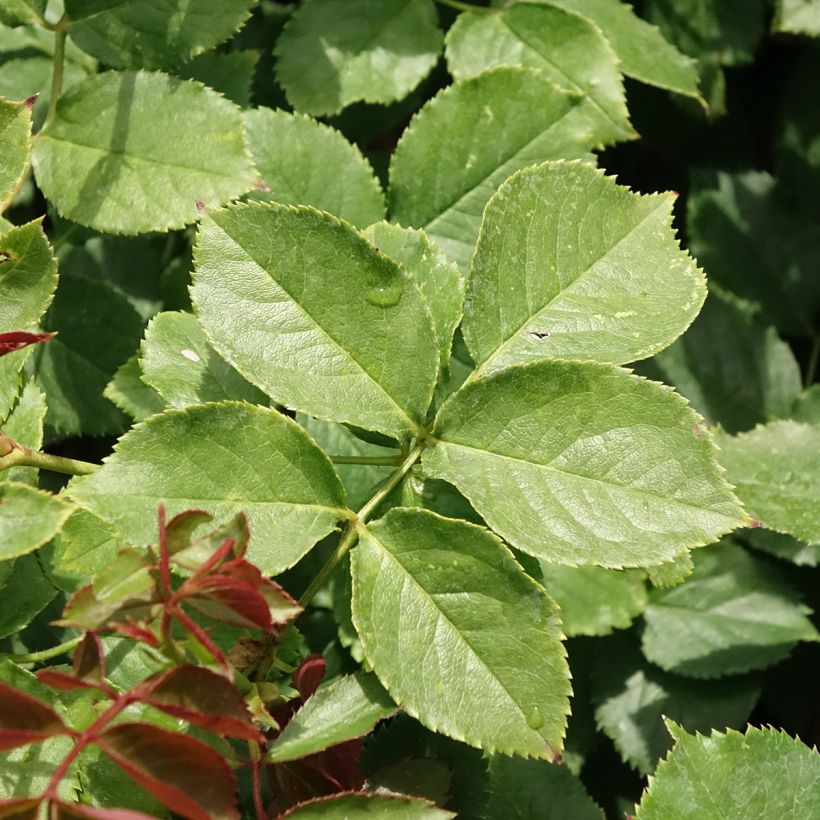 Rosa Palais Royal (Foliage)