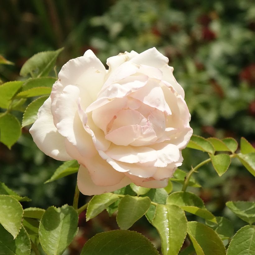 Rosa Palais Royal (Flowering)