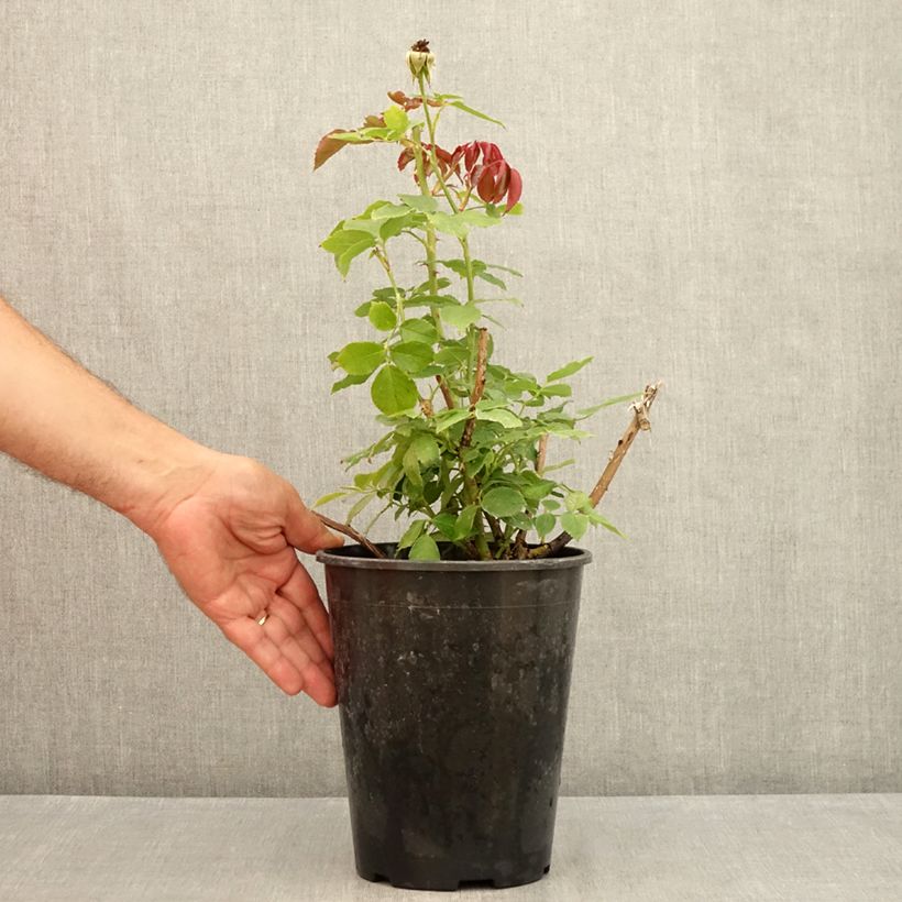 Rosa Palais Royal 4L/5L pot sample as delivered in summer