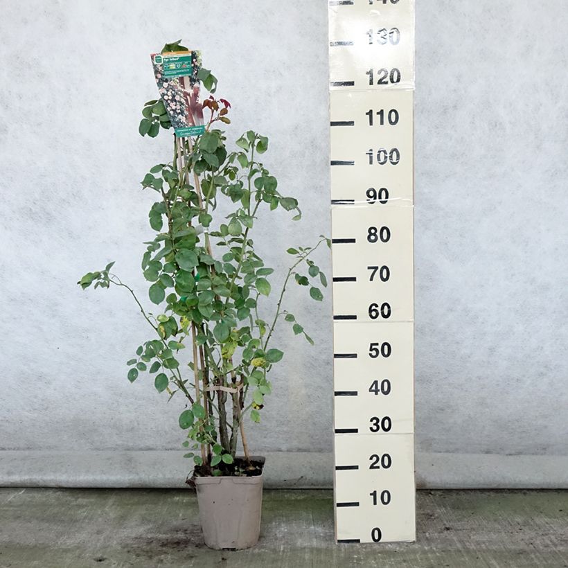 Rosa x grimpant 'Papi Delbard' - Climbing Rose 3L/4L pot sample as delivered in summer