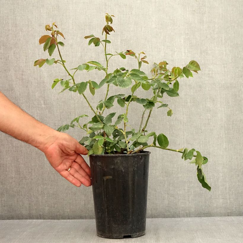 Rosa 'Paul's Lemon Pillar' - Climbing Tea Rose 4L/5L pot sample as delivered in summer