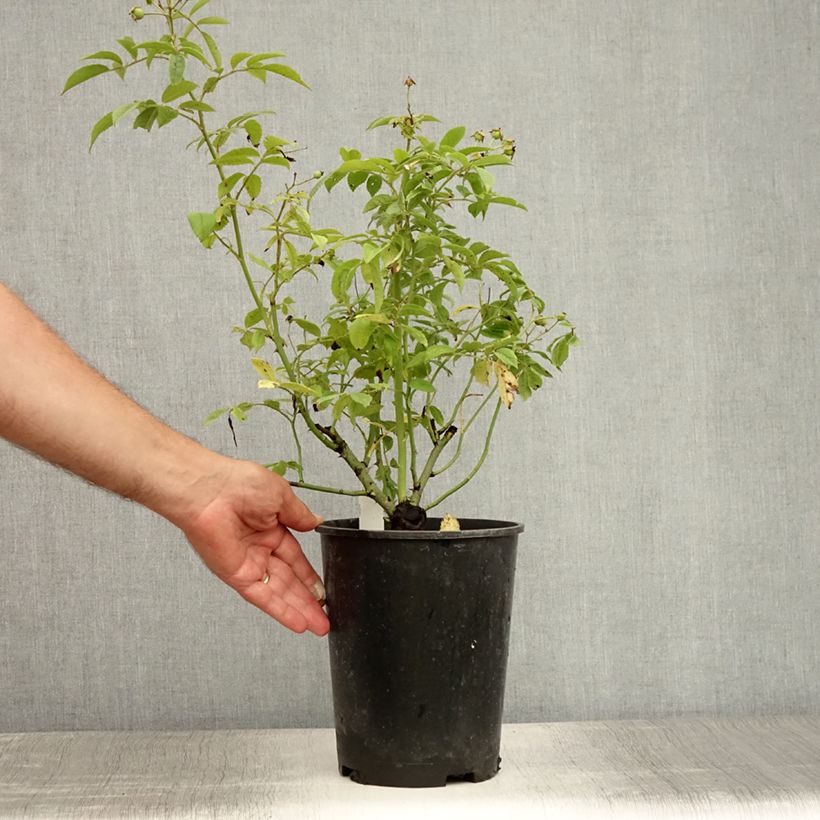 Rosa 'Perennial Blue' - Climbing Rose 4L/5L pot sample as delivered in summer