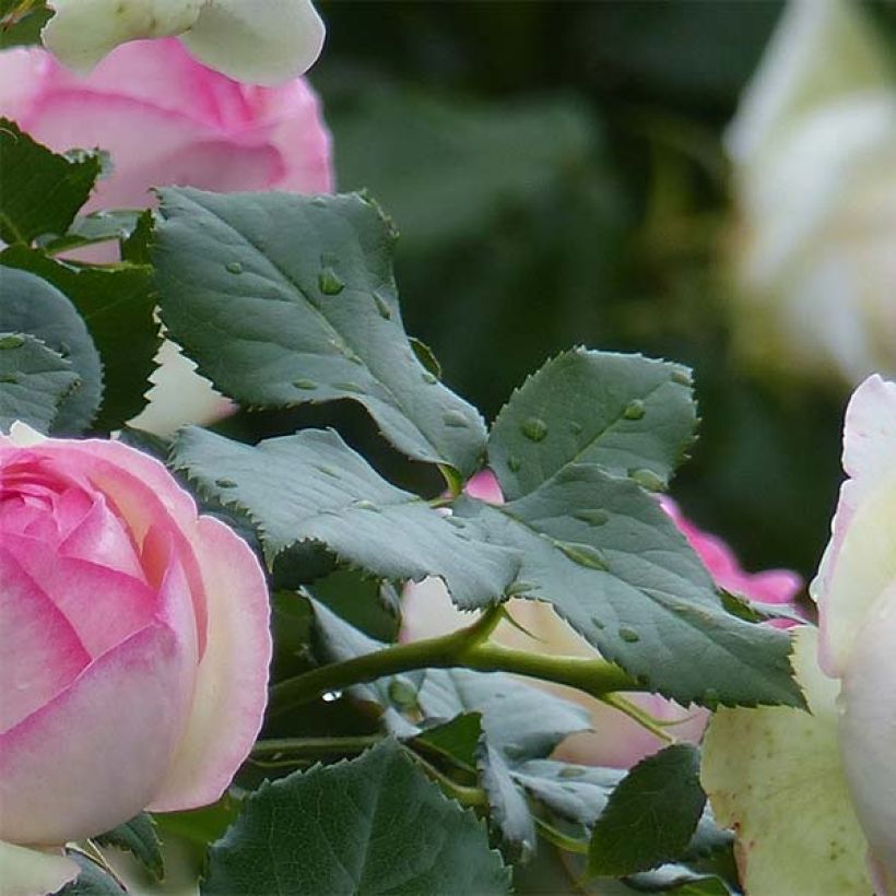 Rosa  Pierre de Ronsard - Climbing Rose (Foliage)