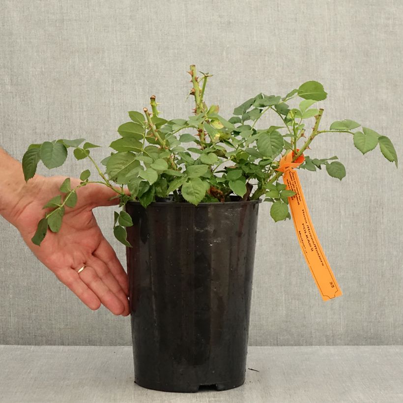 Rosa  Polka - Climbing Rose 4L/5L pot sample as delivered in summer