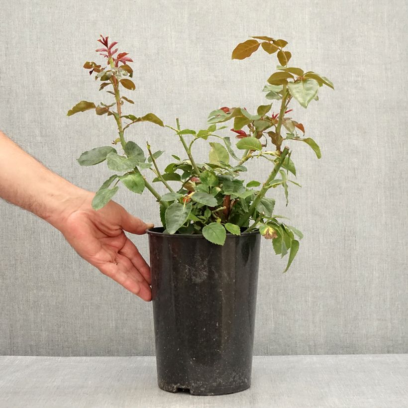 Rosa 'Red Eden Rose' - Climbing Rose 4L/5L pot sample as delivered in summer