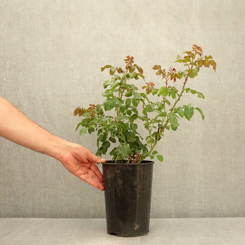 Rosa x floribunda 'Rose de Tolbiac' Klettermaxe Climbing Rose  4L/5L pot sample as delivered in summer