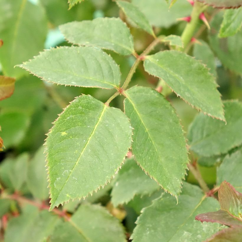 Rosa x floribunda 'Rose de Tolbiac' Klettermaxe Climbing Rose (Foliage)