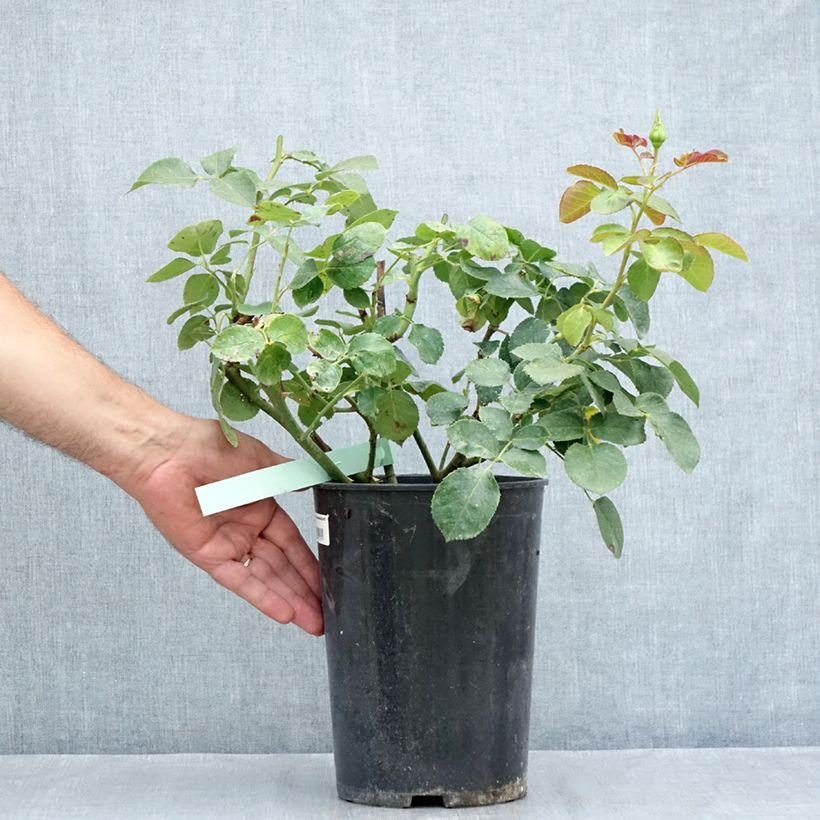 Rosa Schneewalzer 4L/5L pot sample as delivered in summer