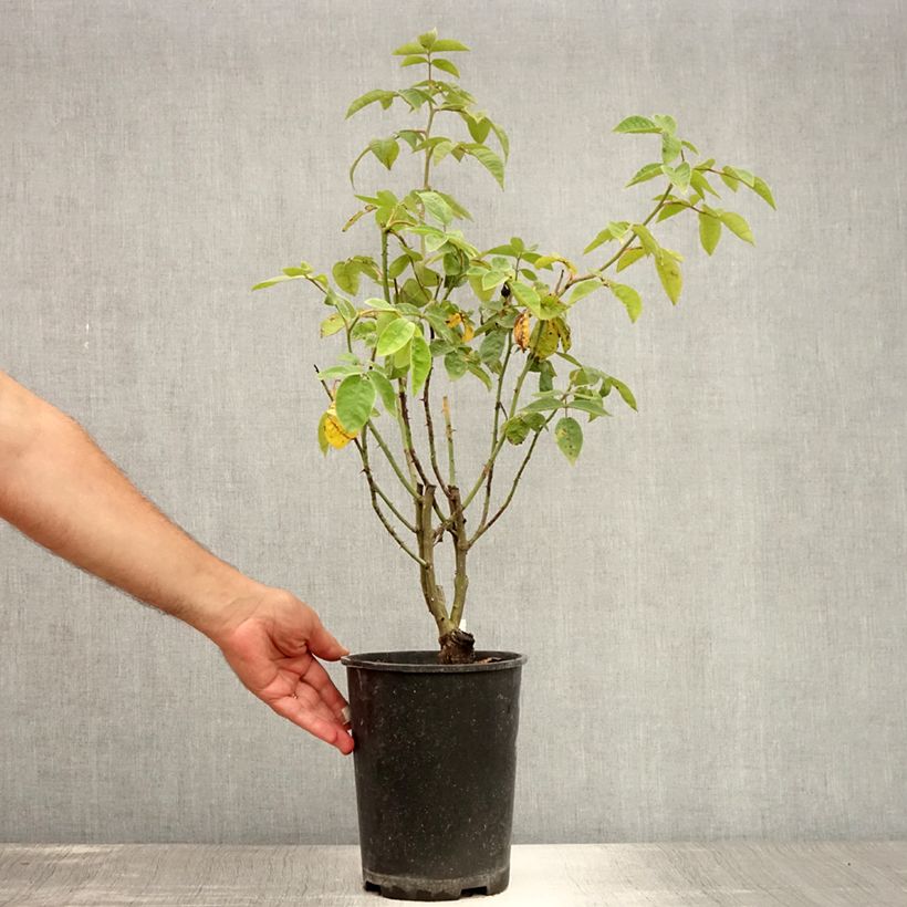 Rosa x multiflora 'Seven Sisters Rose' 4L/5L pot sample as delivered in summer