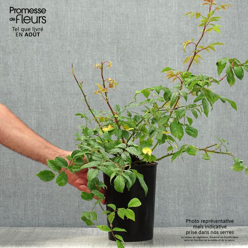 Rosa 'Romantic Siluetta' - Climbing Rose 4L/5L pot sample as delivered in summer