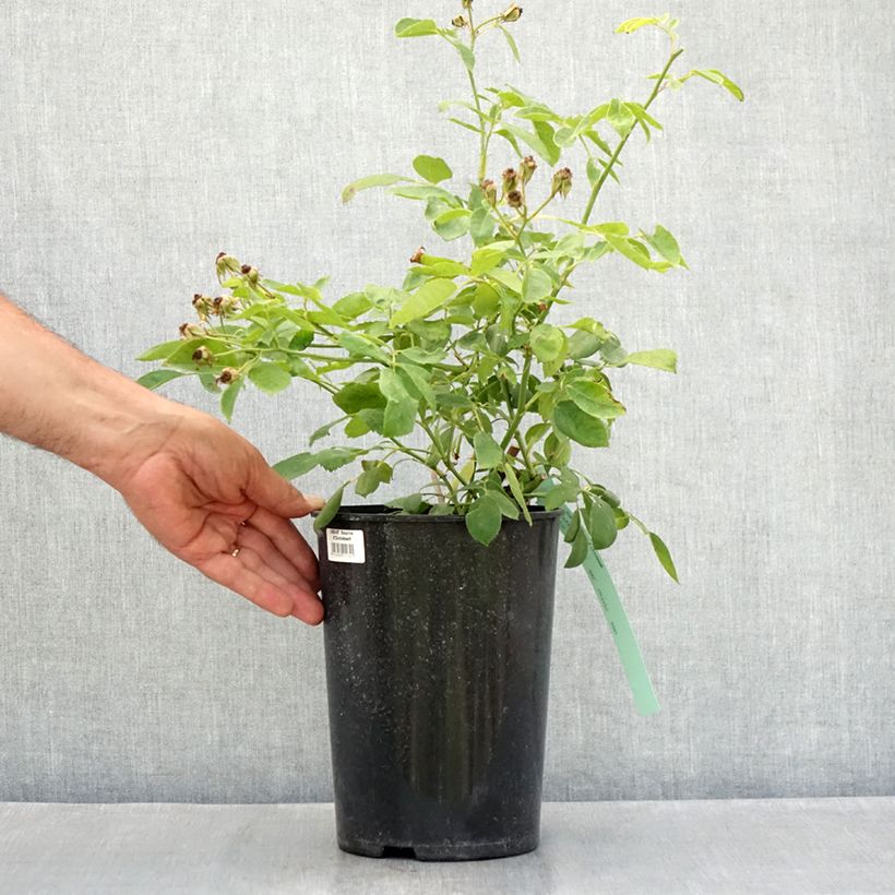 Rosa 'Sourire d'Orchidée' - Climbing Rose 4L/5L pot sample as delivered in summer