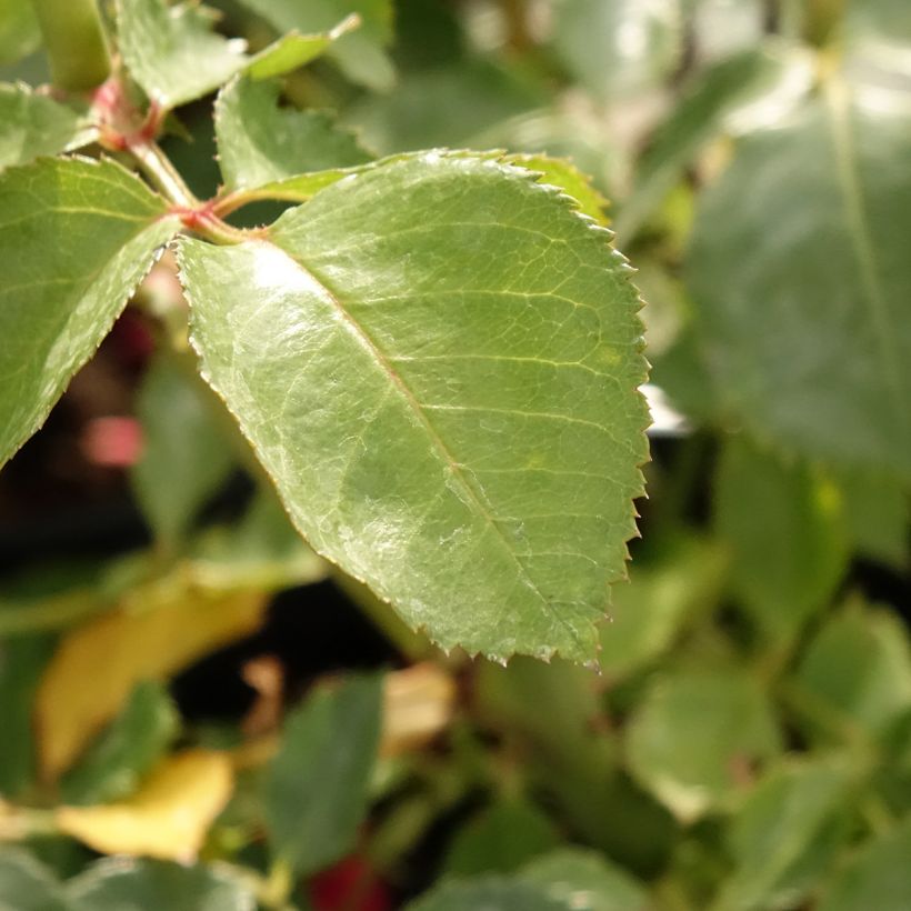 Rosa 'Sympathie' - Climbing Rose (Foliage)