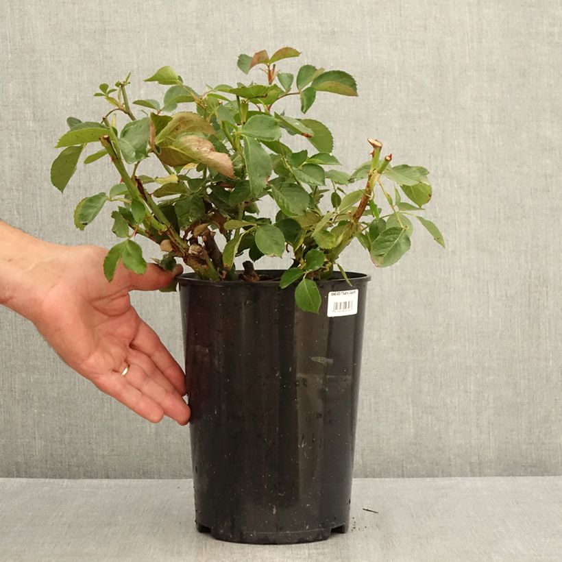 Rosa 'That's Jazz' - Climbing Rose 4L/5L pot sample as delivered in summer