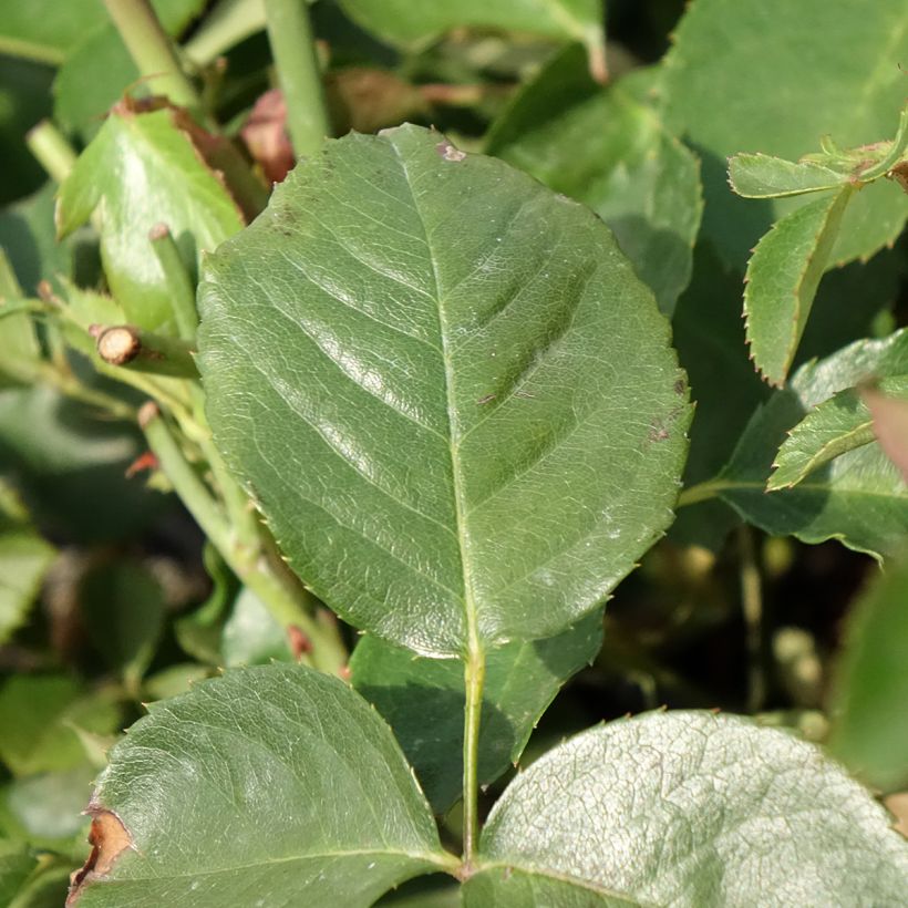 Rosa 'That's Jazz' - Climbing Rose (Foliage)