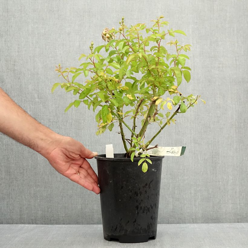 Rosa moschata Trier - Climbing Rose 4L/5L pot sample as delivered in summer