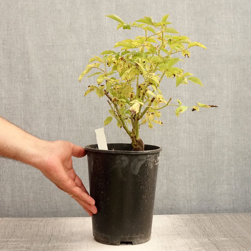 Rosa x wichuraiana Veilchenblau - Rambling Rose 4L/5L pot sample as delivered in summer