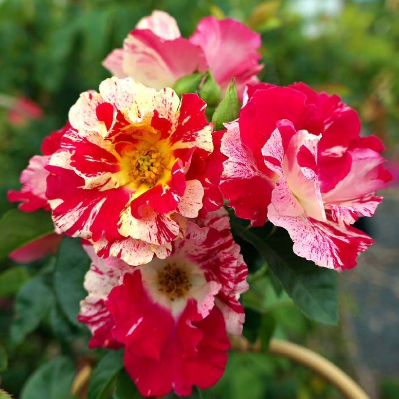 Rosa Vihaïpi - Climbing Rose (Flowering)