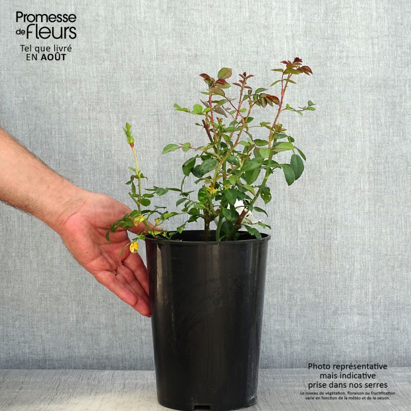 Rosa x wichuraiana White New Dawn - Climbing Rose 4L/5L pot sample as delivered in summer