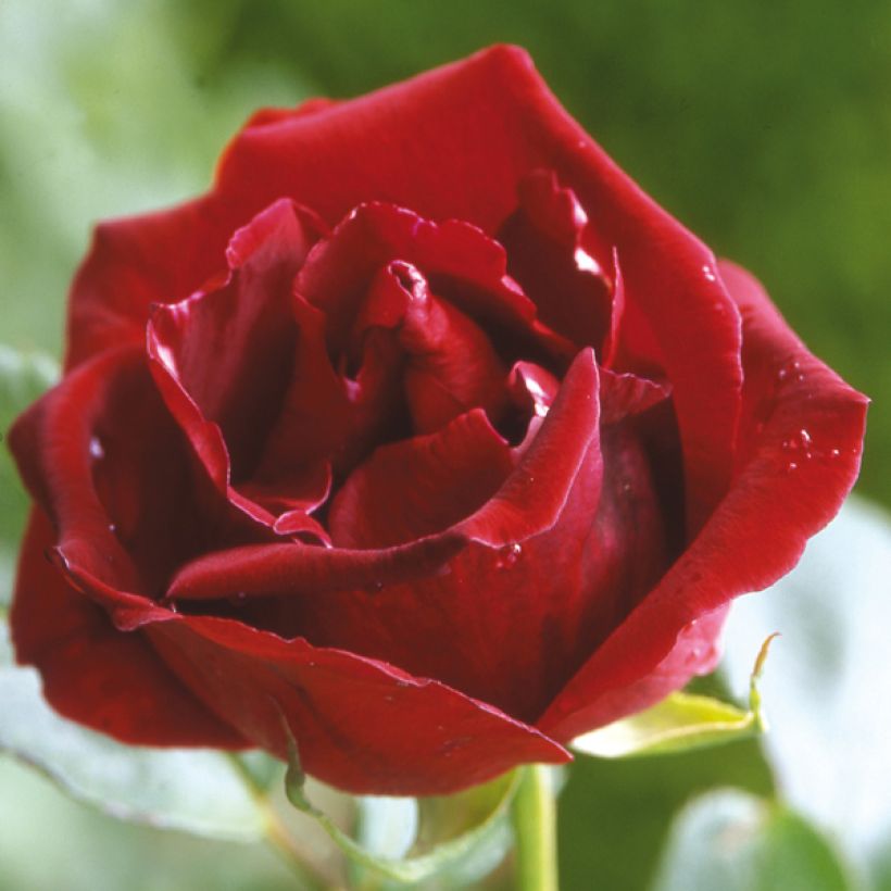Rosa 'Guinée' (Flowering)
