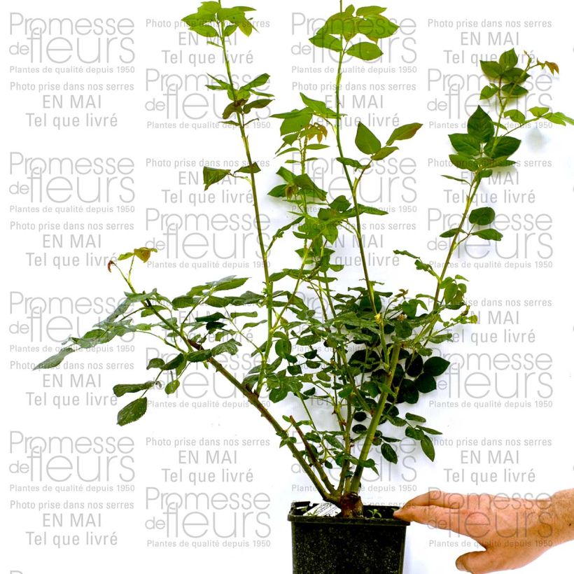 Example of Rosa Heritage 4L/5L pot specimen as delivered