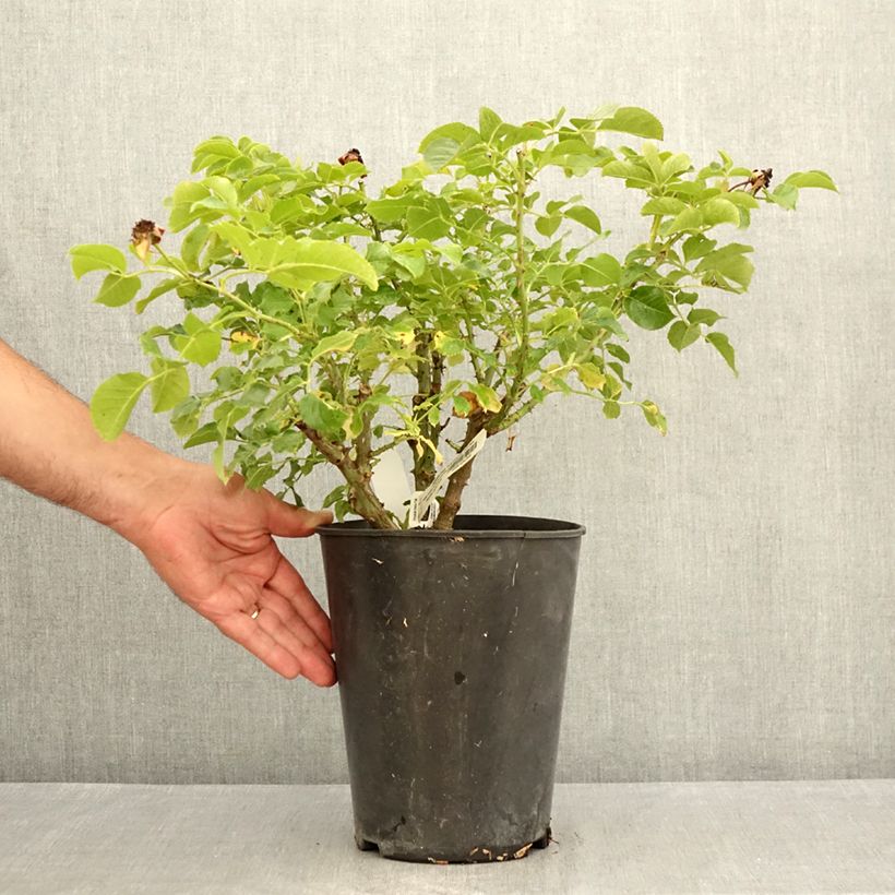 Rosa Jardin des Tuileries - Hybrid Tea Rose 3L/4L pot sample as delivered in summer