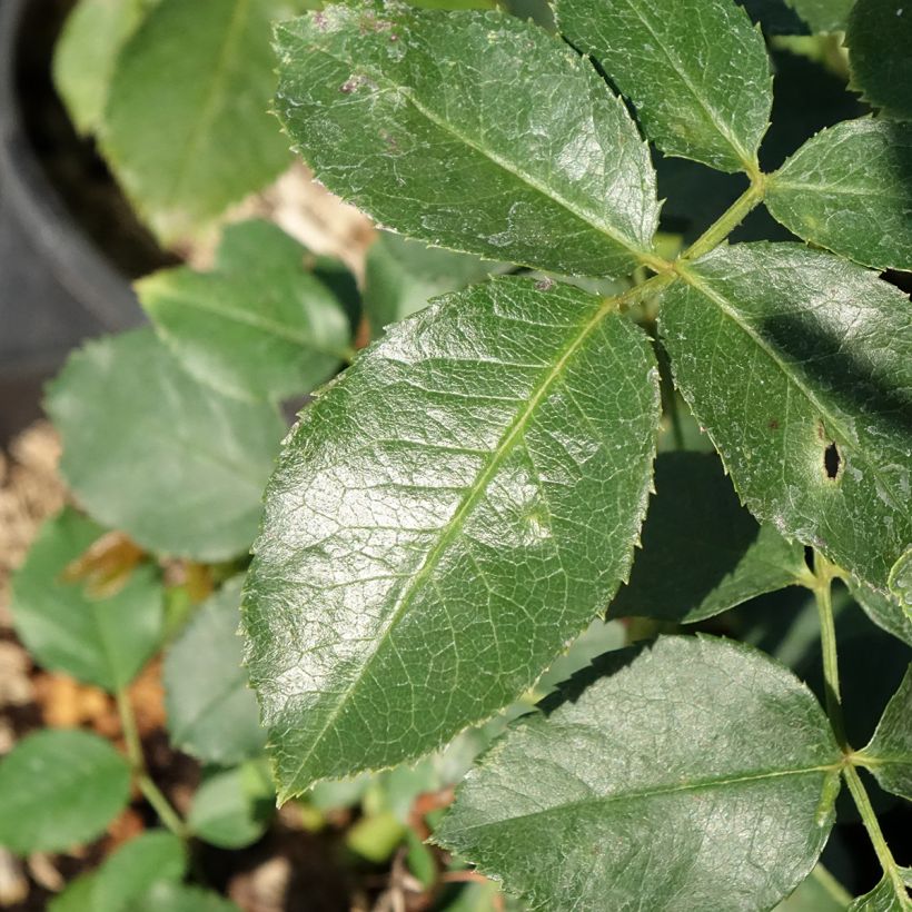 Rosa x floribunda Jubilé du Prince de Monaco - Floribunda Rose (Foliage)