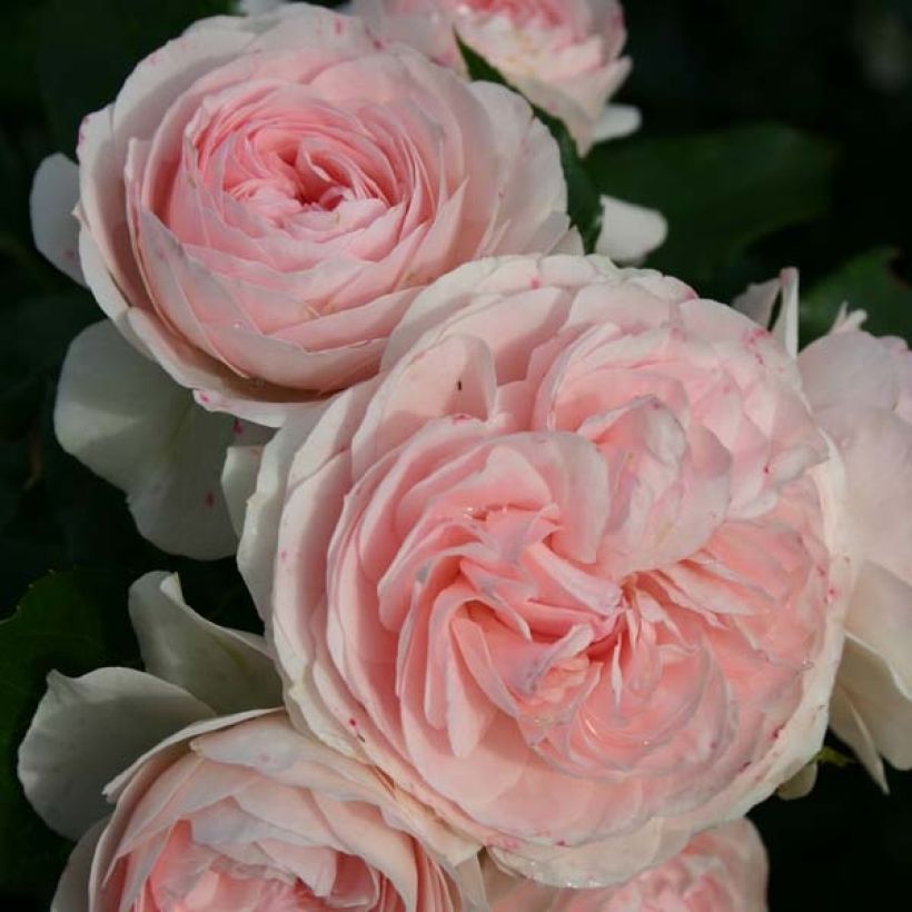 Rosa Larissa (Flowering)