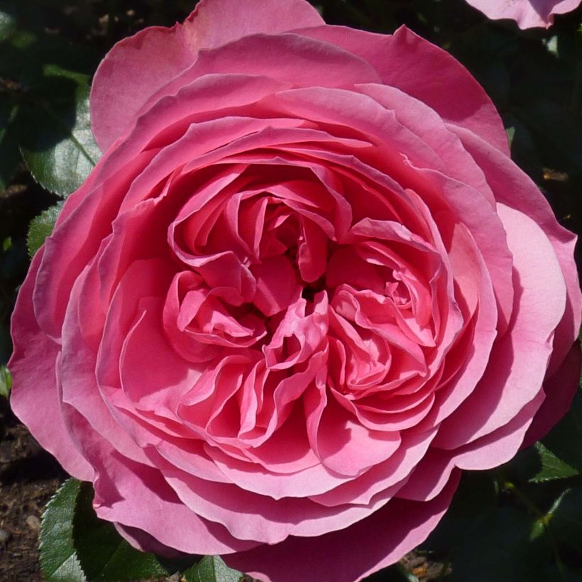 Rosa x floribunda Leonardo Da Vinci - Floribunda Rose (Flowering)
