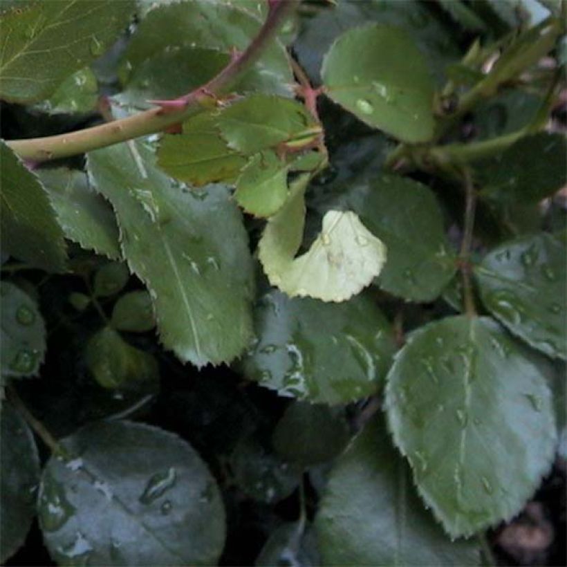 Rosa x floribunda Leonardo Da Vinci - Floribunda Rose (Foliage)